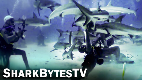 Shark Dive No Cage Surrounded! Caught on Video, Shark Bytes TV Ep 33, Feeding Frenzy
