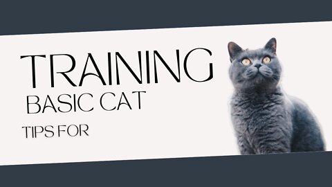 Tips for basic cat training
