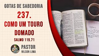 🔴 237. Como um touro domado - Salmo 119.71- Pr. Nilson Lima #DEVOCIONAL