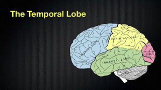 067 The Anatomy and Functions of the Occipital and Temporal Lobes