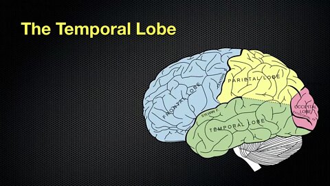 067 The Anatomy and Functions of the Occipital and Temporal Lobes