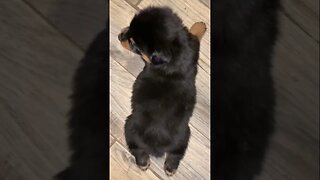 Fluffy The Rottweiler @ 4 Weeks Old
