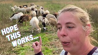 A Sheep Grazing Experiment