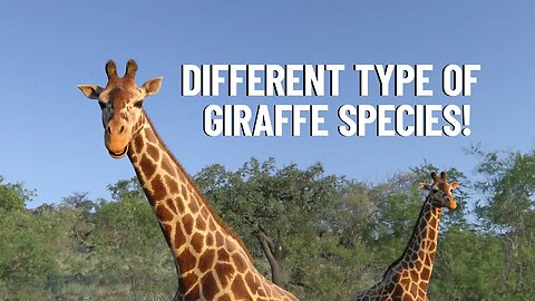 Guide to Giraffe Species: How Many Types of Giraffes Are There?