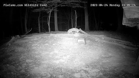 Red Fox returns to Cam 2 ( check out the raccoons up the tree in the center) 4/24/23
