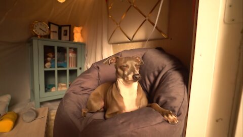 How To Make A Tiny Living Room For Your Dogs