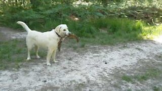 Ce chien ne rapporte pas un bâton mais des os d'animaux !