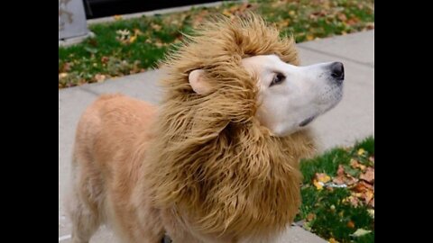 Prank Dog Funny & fake Lion and Fake Tiger