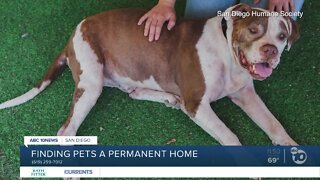 Pet of the Week: Mr. Red