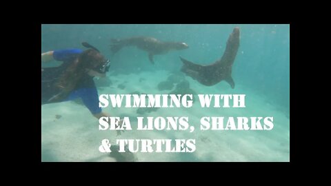 Ep. 84 - Swimming with Sea Lions, Sharks, and Turtles (San Cristobal Galapagos 360 Tour)