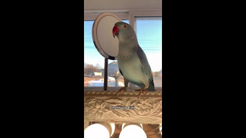 How many treats does he need 😅 parrot indianringneck talkingparrot