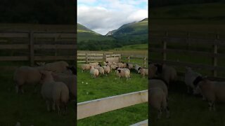 Highland Sheep Scotland