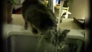 Cat Tries Drinking Water In The Kitchen