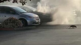 Carro pega fogo em estacionamento e suspeito é um gambá!