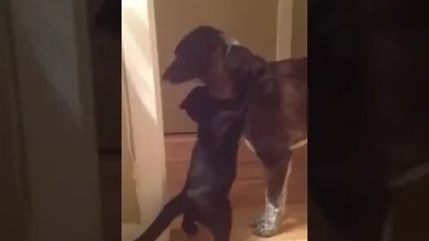 A cat gives its dog friend lots of hugs, a very cute reunion 一只猫给狗朋友很多拥抱