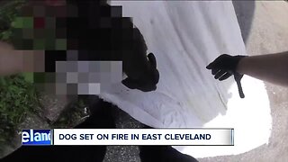 Dog left in crate euthanized after being set on fire in East Cleveland