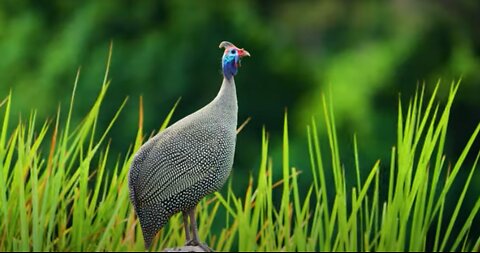 Exotic African Bird Makes Calling Sound