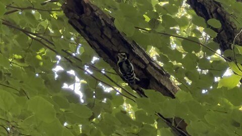 Hairy Wood Pecker digging a deep hole