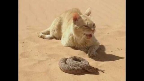 Chat des sables VS Serpent du désert