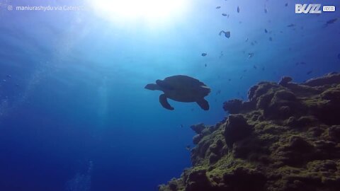 Megulhadores nadam com tartaruga marinha