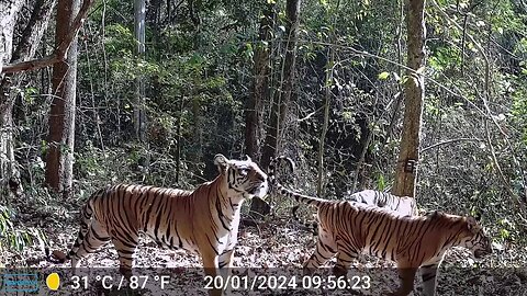 Tiger Population In Thailand Increases By 250%, Says Wildlife Group