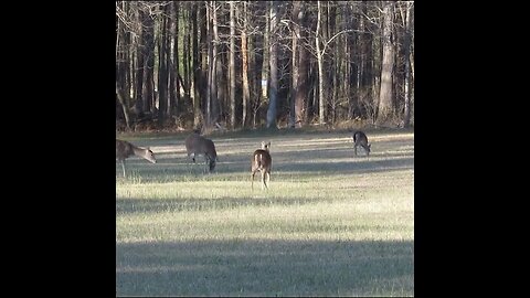 Deer in a Georgia Field