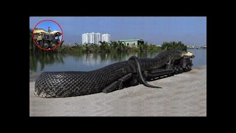 Giant Anaconda The Biggest Longest In The World