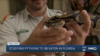 Consuming python