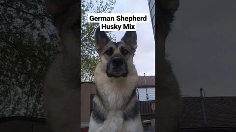 Shepsky:Half Husky & German Shepherd 100% Cute