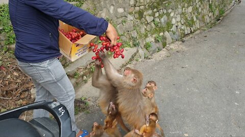 Feeding Darkred Dates fruits to the hungry monkey | monkey love darkred dates fruit | feeding monkey