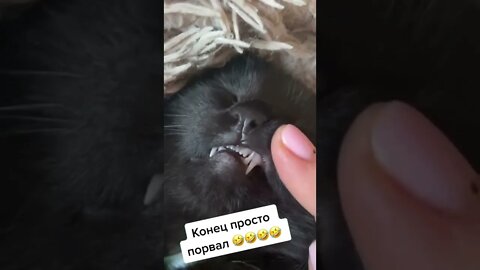 #shorts Смешные Коты Из Тик Тока 207 Funny Cats From Tiktok