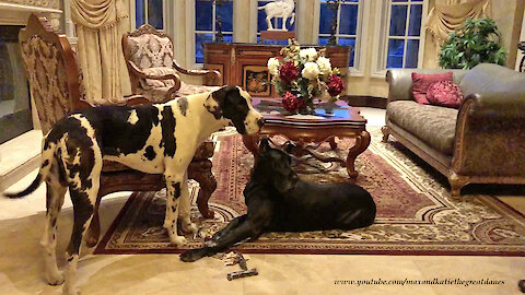 Guilty Great Danes Get Caught Swiping Quarantined Cookies