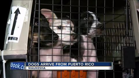 HAWS rescues dogs from Hurricane Maria devastation