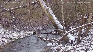 Great blue heron hunting in stream on Wildlife Cam 1 1/14/2023