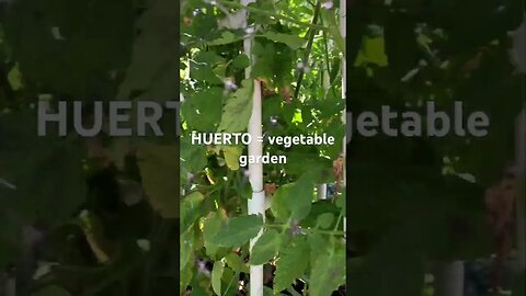 HUERTO vegetable garden in Spanish