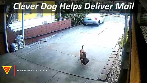 Clever Dog Helps Deliver Mail Caught on Wyze Camera | Doorbell Camera Video