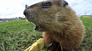 Adorable baby groundhogs eat apples in the warm spring sunshine