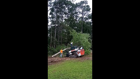 Cutting up another large sweet gum tree that we are having removed.