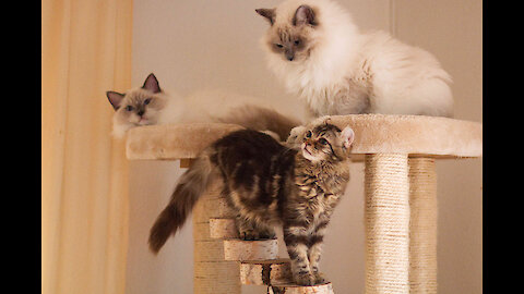 3 Kitten meet 2 resident Cats!