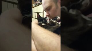 a man and his kitty #cat #moonpie #wholesome #aww #shorts #shortsvideo #shortsfeed