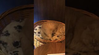 So many cats at the cat cafe in Tokyo - sleepy kitties #japan #catsofjapan #kittycatvideosfunny