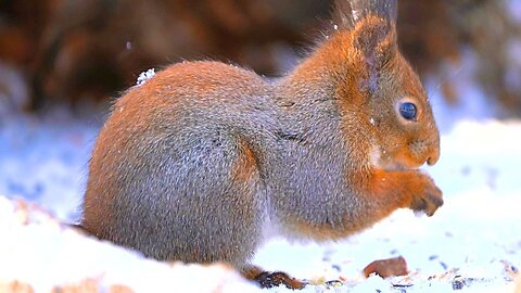 Hungry Red Squirrel Raiding a Bird Feeding Site