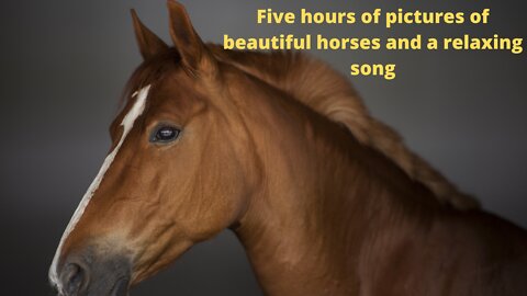 Five hours of pictures of beautiful horses and a relaxing song