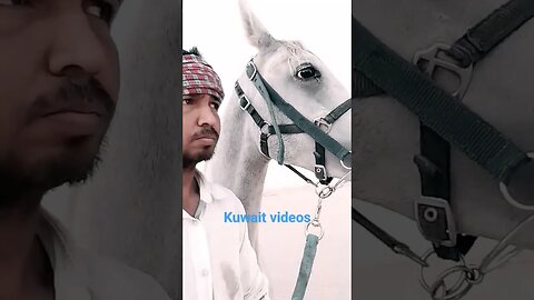 #horse #shortfeed #viralshort #viralvideos #viral #horse #youtubevideo