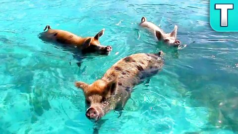 Pigs Swimming in the Bahamas