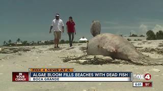 Dead manatees, turtles, hundreds of fish on Boca Grande