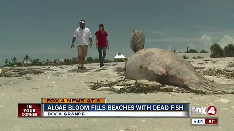 Dead manatees, turtles, hundreds of fish on Boca Grande