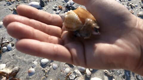 Shy Fighting Conch Hides Under it’s Shell