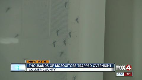 Mosquito population on the rise in inland Collier