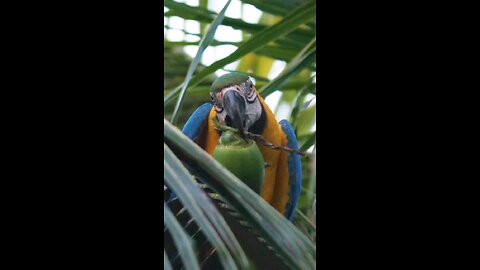 Drinking Water in forest